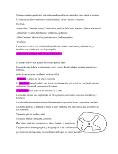 Anatom&iacute;a del Sistema Nervioso: Enc&eacute;falo y M&eacute;dula Espinal