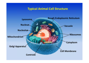 Typical Animal Cell Structure & Functions