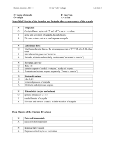 Human Anatomy Lab Unit 2: Thorax & Shoulder Muscles