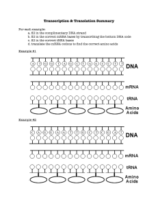 Protein Synthesis Worksheet: Transcription & Translation Practice