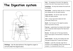 Human Digestive System: Organs & Functions