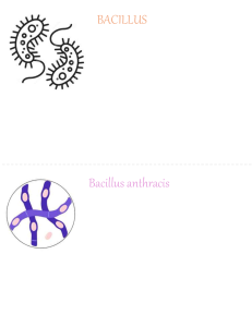 Libro de texto de clasificaci&oacute;n bacteriana