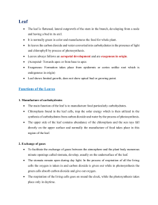 Leaf Structure and Functions in Botany