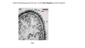 Microbiology Cell Structure & Gram Staining Questions
