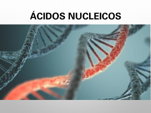 &Aacute;cidos Nucleicos: Estructura y Funciones