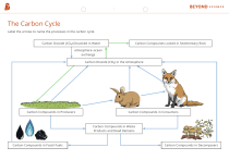 The Carbon Cycle Diagram