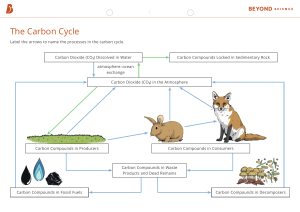 The Carbon Cycle Diagram