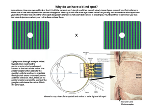 Why Do We Have a Blind Spot? Eye Anatomy Worksheet