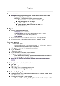 Apoptosis: Cell Death Mechanisms & Features