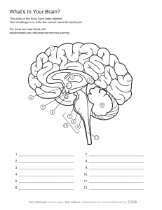Brain Anatomy Coloring Page