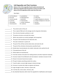 Cell Organelles and Their Functions Worksheet