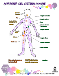 Anatom&iacute;a del sistema inmune