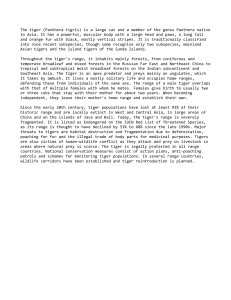 Tiger (Panthera tigris) Facts and Conservation