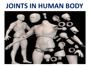 Joints in Human Body: Types and Classification