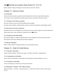 High Yield Nervous System Study Guide (Ch 12 & 14)