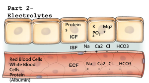 Electrolytes: Distribution, Imbalances, and Normal Values