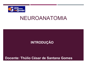 Neuroanatomia: Introdu&ccedil;&atilde;o e Esclerose M&uacute;ltipla