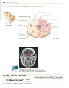 Anatom&iacute;a Transversal del Tronco del Enc&eacute;falo: Secci&oacute;n 1