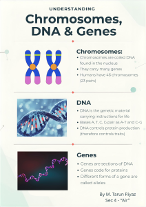 Understanding Chromosomes, DNA & Genes