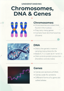 Understanding Chromosomes, DNA & Genes