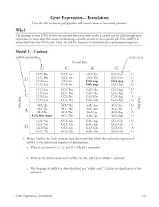 Gene Expression Translation POGIL Workbook