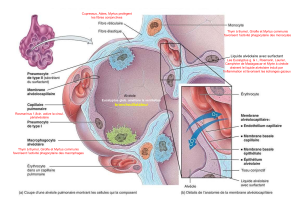 Effets des plantes sur la physiologie pulmonaire