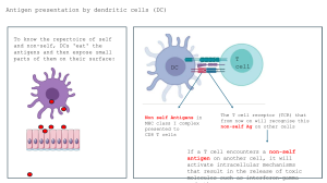 Antigen Presentation by Dendritic Cells & ELISpot Assay