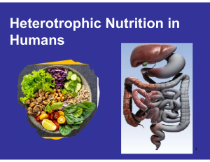 Heterotrophic Nutrition in Humans