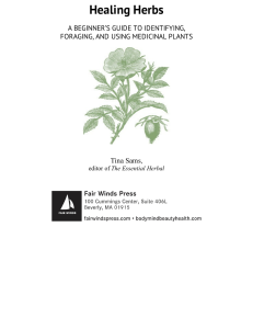 Healing Herbs: Beginner's Guide to Medicinal Plants