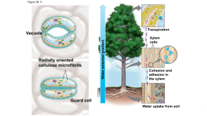 Transpiration in Plants: Xylem Transport & Guard Cells