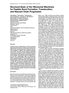 Ribosomal Machinery: Peptide Bond, Translocation, Nascent Chain Progression