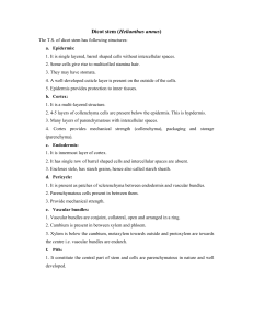 Dicot & Monocot Stem Anatomy: Helianthus annuus & Zea mays