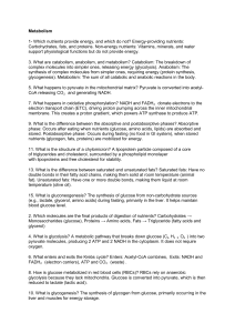 Metabolism Study Guide: Key Concepts & Answers