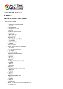 Specialised Cells Worksheet - Biology Assessment