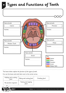 Types and Functions of Teeth Worksheet Year 4