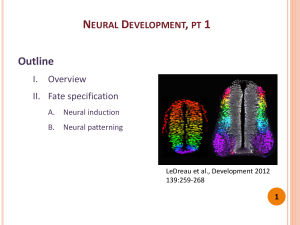 Neural Development, Part 1: Overview & Fate Specification