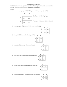 Punnett Square Worksheet: Monohybrid Crosses Practice
