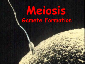 Meiosis Gamete Formation