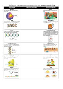 Comparing Biological Terms to Everyday Things Worksheet