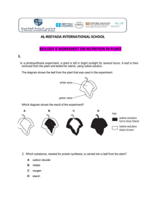 Biology 8 Worksheet: Plant Nutrition & Photosynthesis
