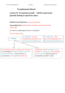 Toxoplasmosis Disease Lecture Notes: Morphology & Life Cycle