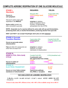 Aerobic Respiration of Glucose