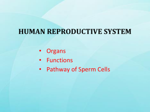 Human Reproductive System: Male Organs & Sperm Pathway