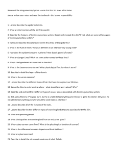 Integumentary System Review Questions