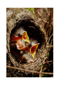 Baby Birds in Nest Photograph