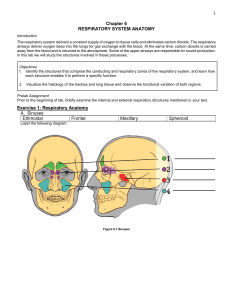 Chapter 6: Respiratory System Anatomy