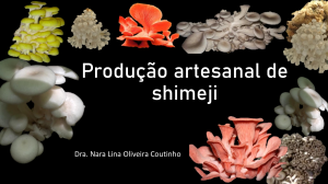 Produ&ccedil;&atilde;o artesanal de shimeji: cultivo e t&eacute;cnicas