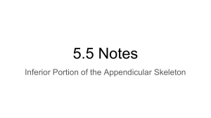 5.5 Notes: Inferior Appendicular Skeleton