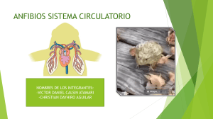 Sistema Circulatorio de los Anfibios: Estructura y Funci&oacute;n