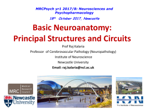 Basic Neuroanatomy: Principal Structures and Circuits